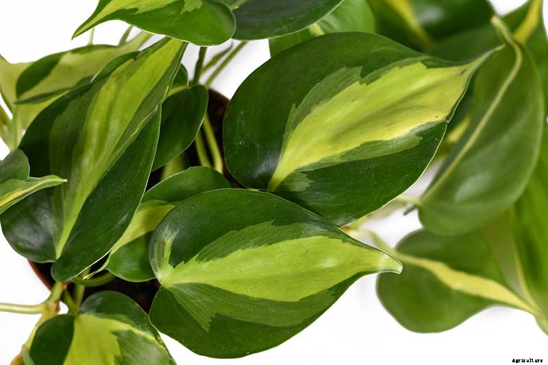 How to Grow and Care for Philodendron