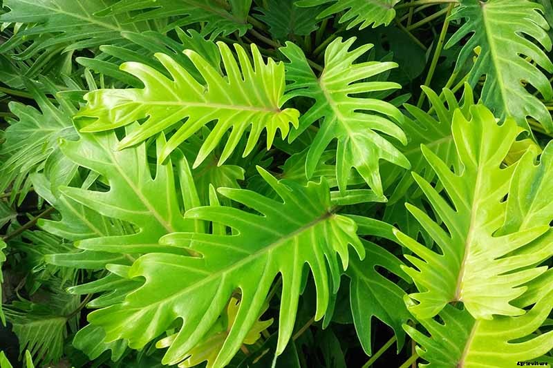 How to Grow and Care for Philodendron