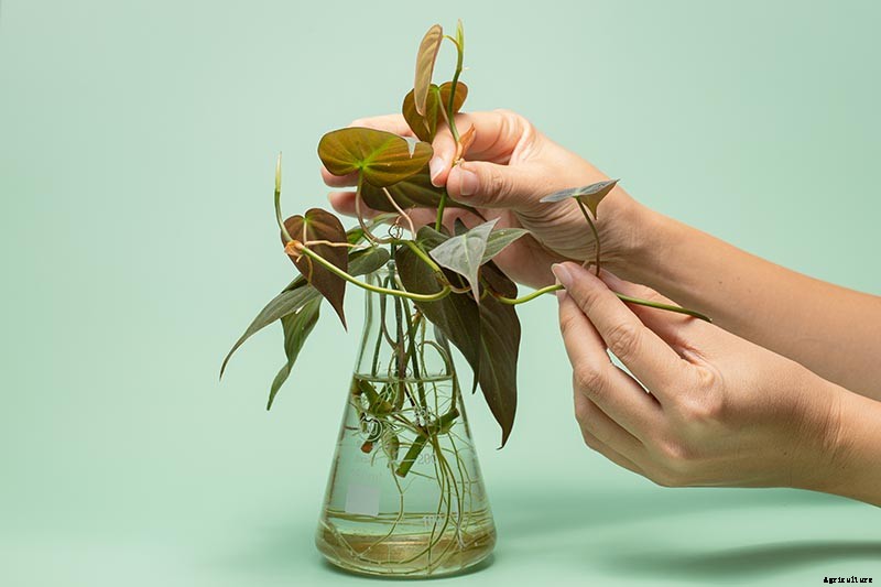 How to Grow and Care for Philodendron