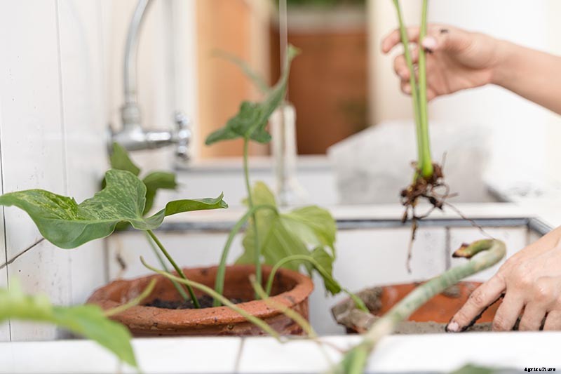 How to Grow and Care for Philodendron