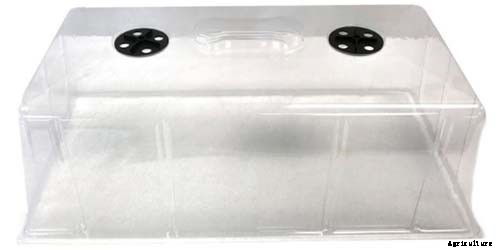 How to Grow and Care for Philodendron