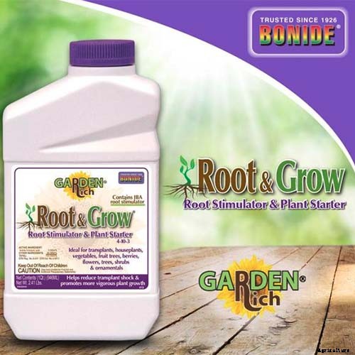 How to Grow and Care for Philodendron