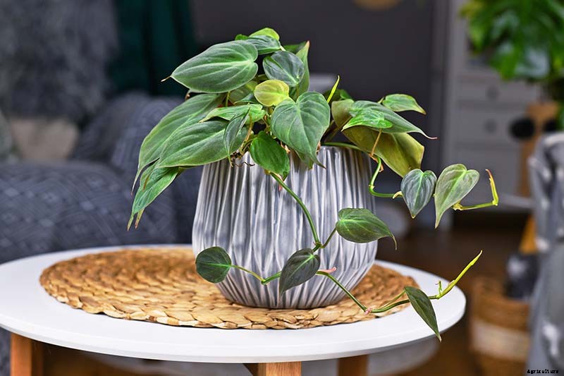How to Grow and Care for Philodendron