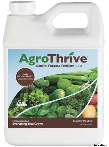 How to Grow and Care for Philodendron