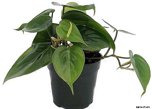 How to Grow and Care for Philodendron