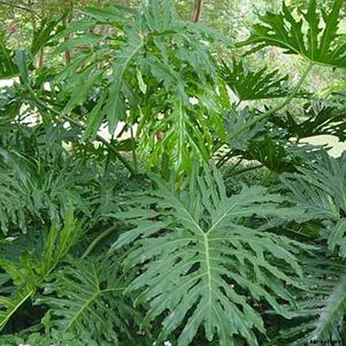 How to Grow and Care for Philodendron