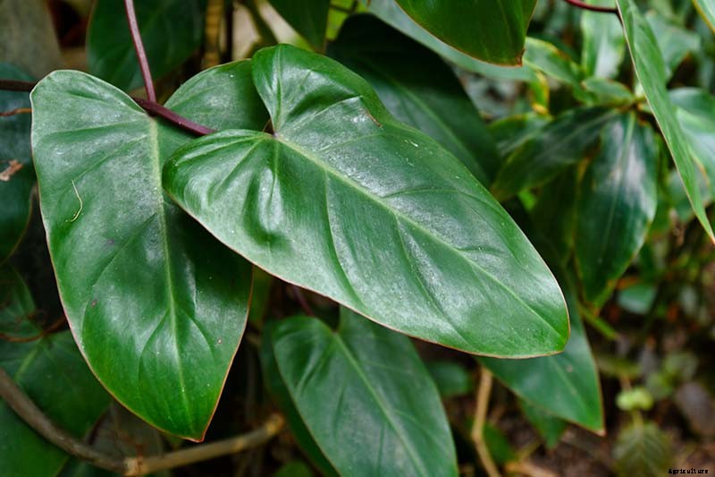 How to Grow and Care for Philodendron