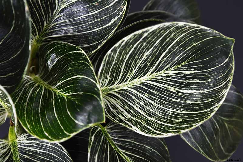 How to Grow and Care for Philodendron