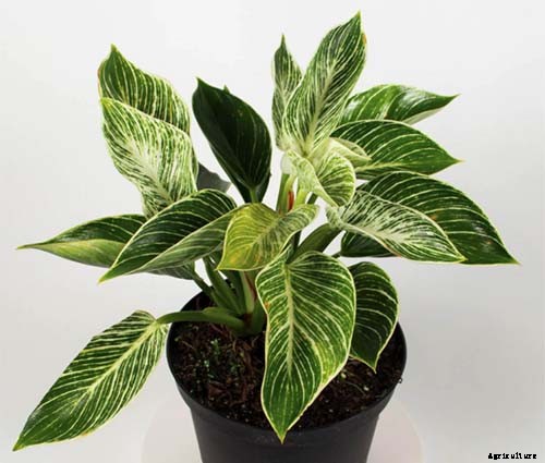 How to Grow and Care for Philodendron