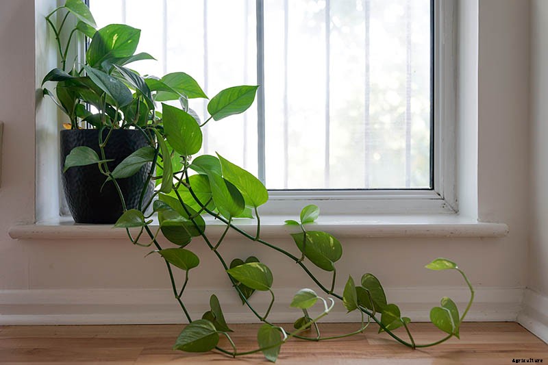 How to Grow and Care for Philodendron