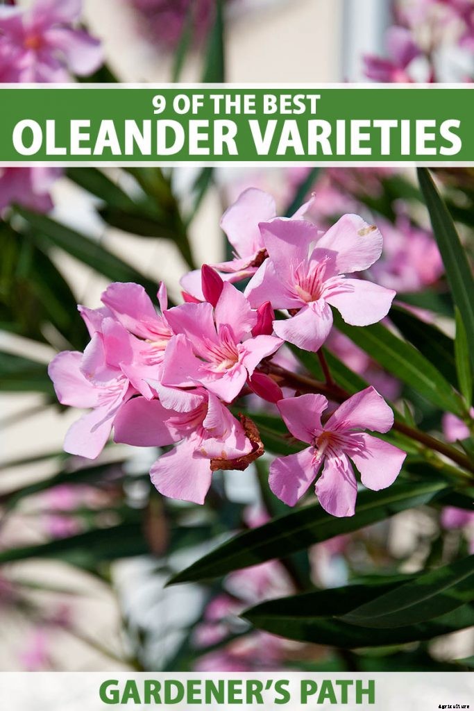 9 of the Best Varieties of Oleander Shrubs to Grow in Your Garden
