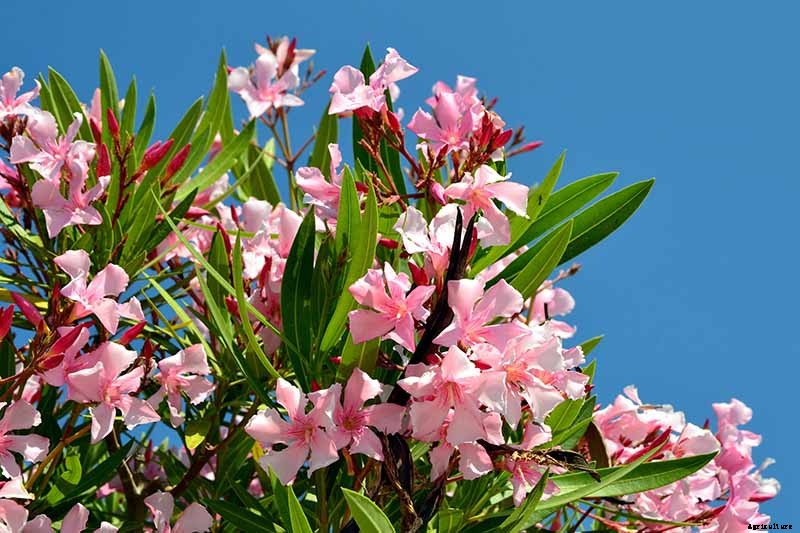 9 of the Best Varieties of Oleander Shrubs to Grow in Your Garden
