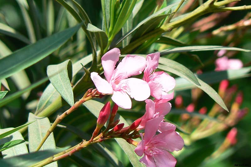 9 of the Best Varieties of Oleander Shrubs to Grow in Your Garden