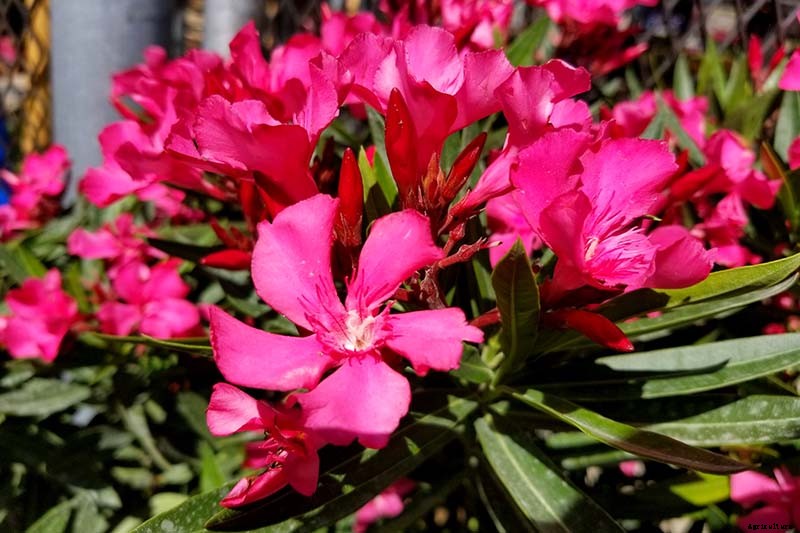 9 of the Best Varieties of Oleander Shrubs to Grow in Your Garden
