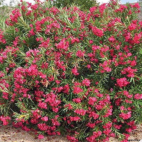 9 of the Best Varieties of Oleander Shrubs to Grow in Your Garden