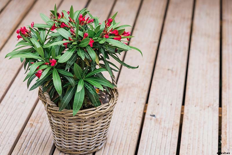 9 of the Best Varieties of Oleander Shrubs to Grow in Your Garden
