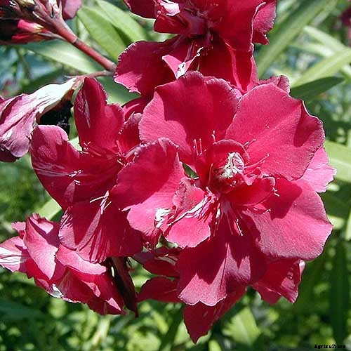 9 of the Best Varieties of Oleander Shrubs to Grow in Your Garden