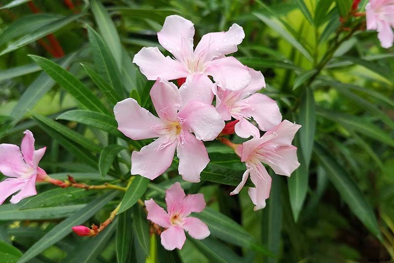 9 of the Best Varieties of Oleander Shrubs to Grow in Your Garden