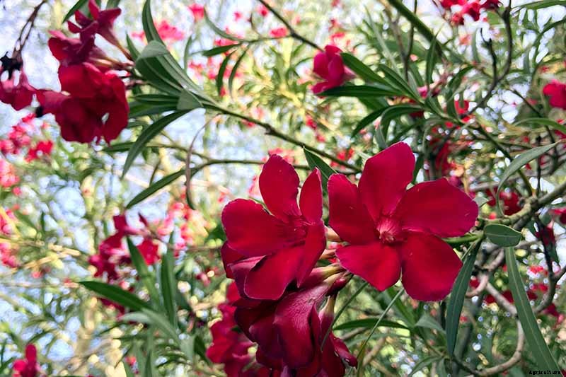 9 of the Best Varieties of Oleander Shrubs to Grow in Your Garden