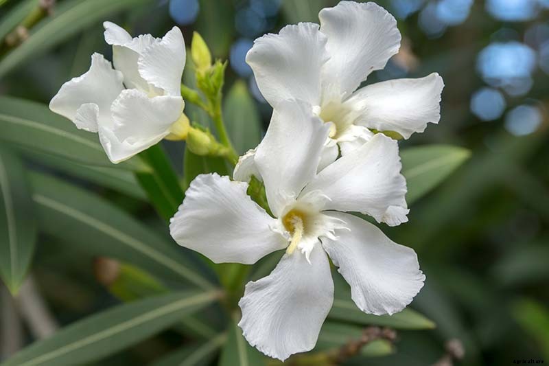 9 of the Best Varieties of Oleander Shrubs to Grow in Your Garden