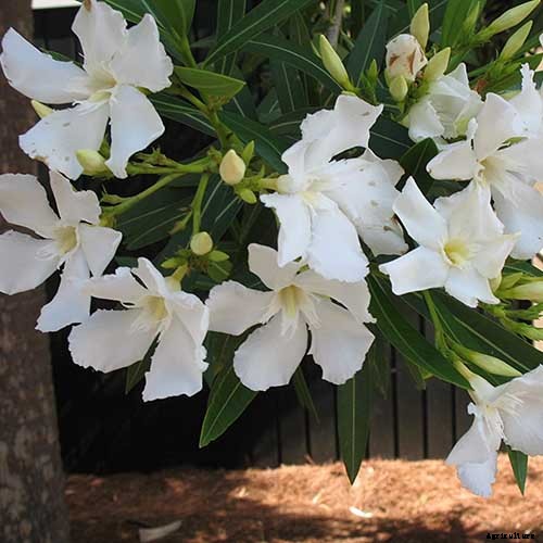 9 of the Best Varieties of Oleander Shrubs to Grow in Your Garden
