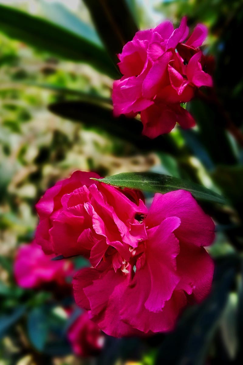 9 of the Best Varieties of Oleander Shrubs to Grow in Your Garden