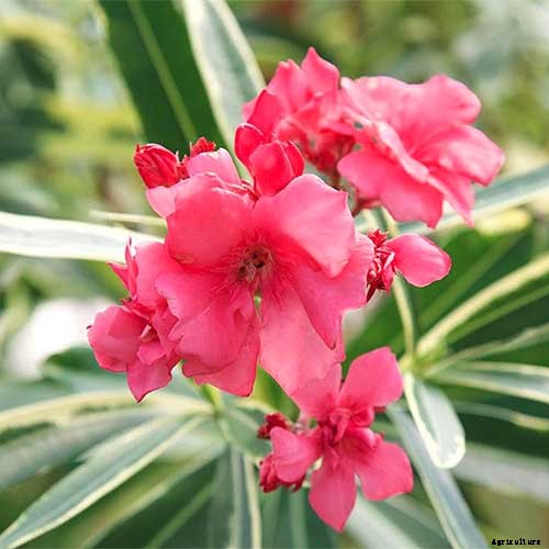 9 of the Best Varieties of Oleander Shrubs to Grow in Your Garden