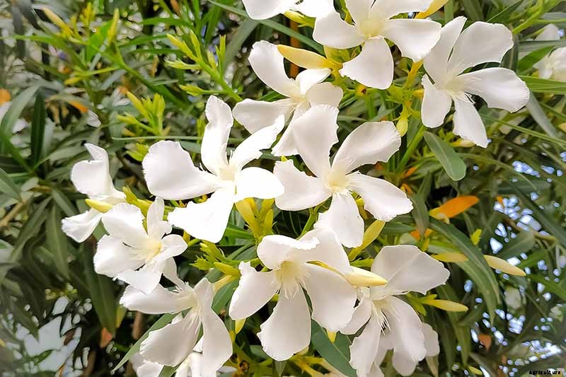 9 of the Best Varieties of Oleander Shrubs to Grow in Your Garden