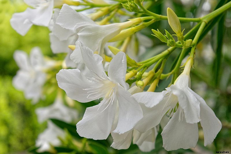 9 of the Best Varieties of Oleander Shrubs to Grow in Your Garden