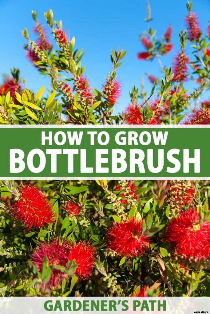 How to Grow and Care for Bottlebrush Plants