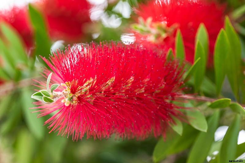 How to Grow and Care for Bottlebrush Plants