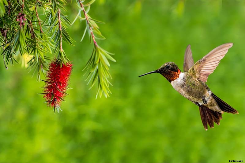 How to Grow and Care for Bottlebrush Plants