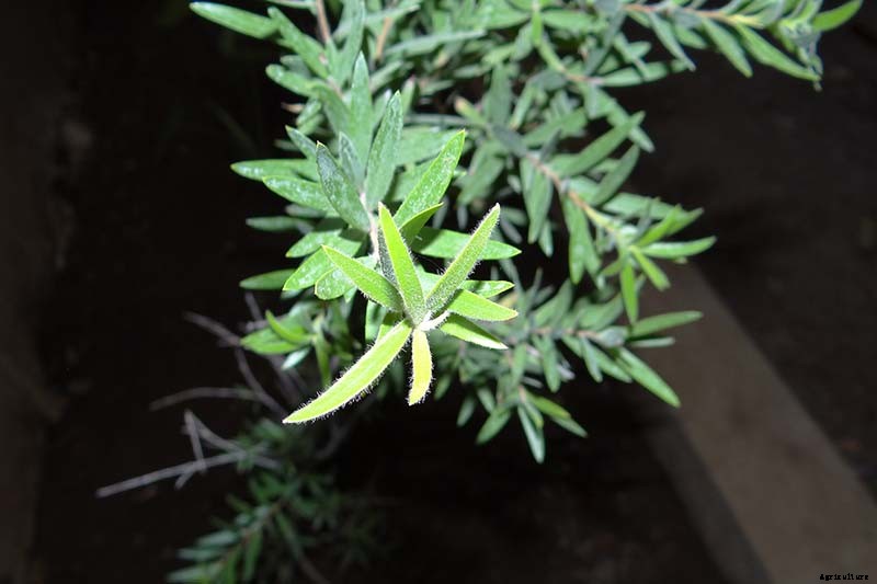 How to Grow and Care for Bottlebrush Plants