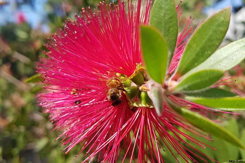 How to Grow and Care for Bottlebrush Plants