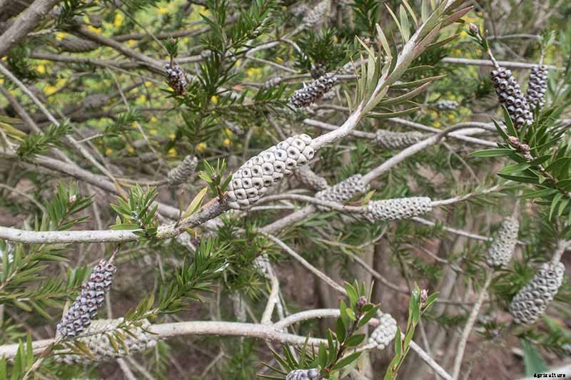 How to Grow and Care for Bottlebrush Plants