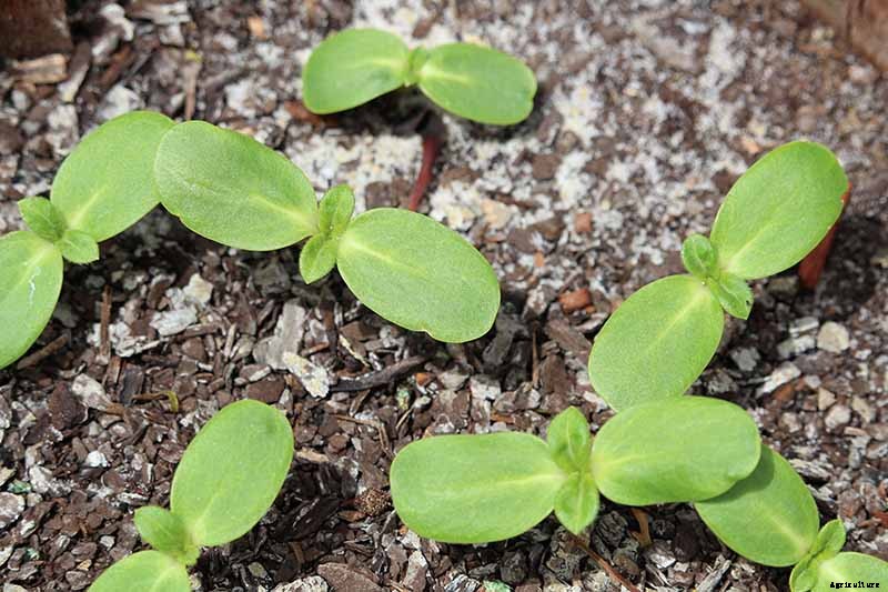 How to Grow and Care for Bottlebrush Plants