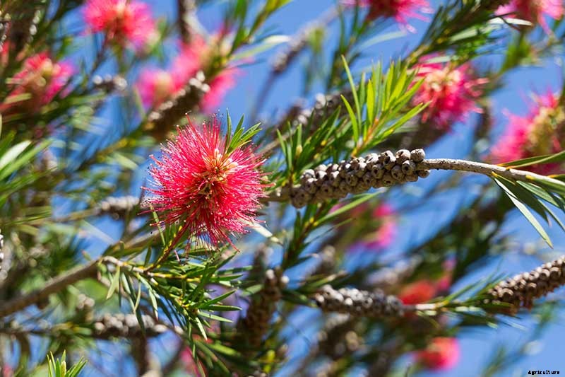 How to Grow and Care for Bottlebrush Plants
