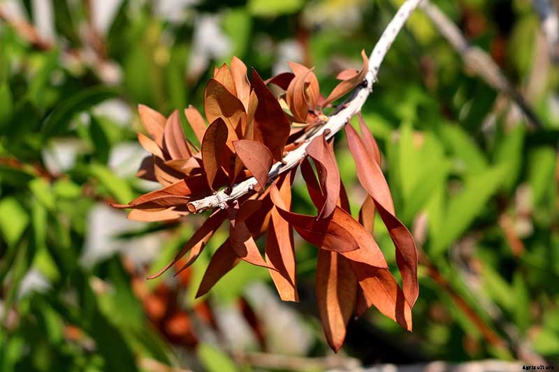 How to Grow and Care for Bottlebrush Plants