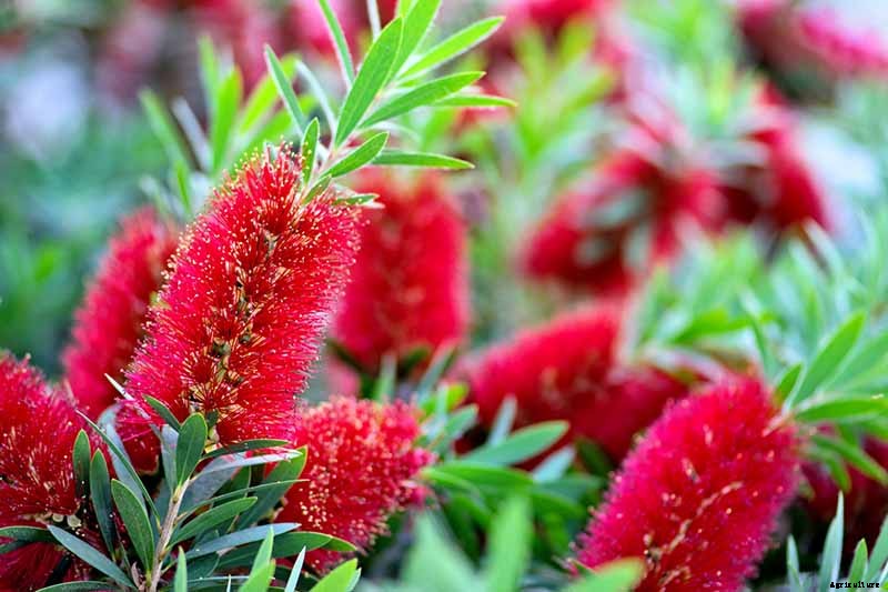 How to Grow and Care for Bottlebrush Plants