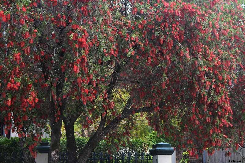 How to Grow and Care for Bottlebrush Plants
