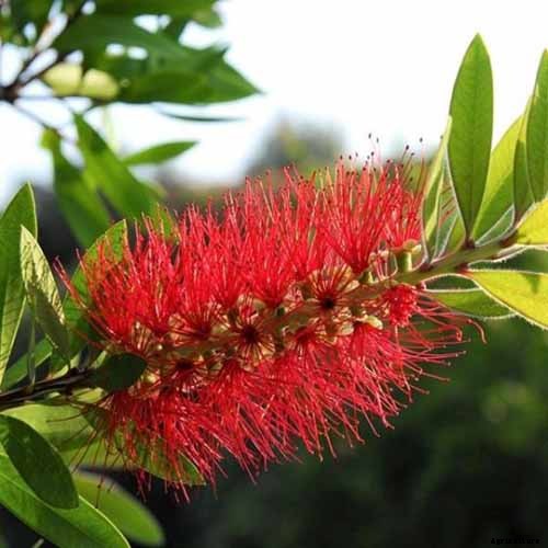How to Grow and Care for Bottlebrush Plants