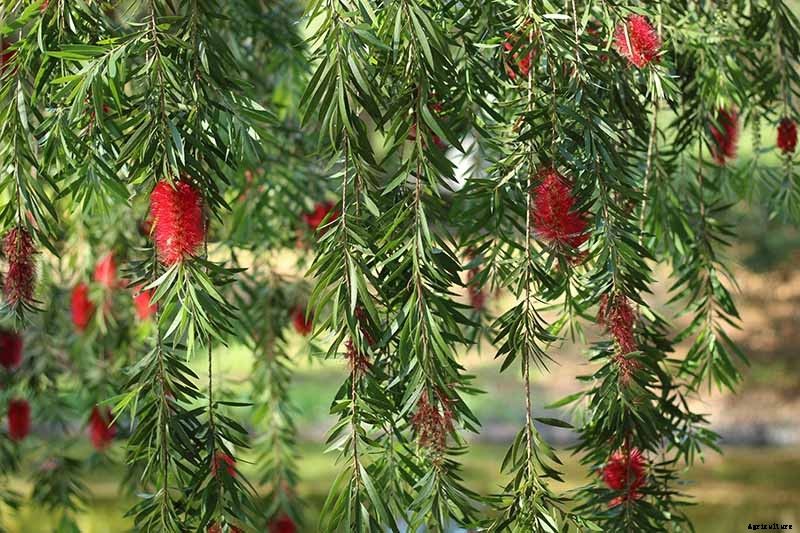 How to Grow and Care for Bottlebrush Plants
