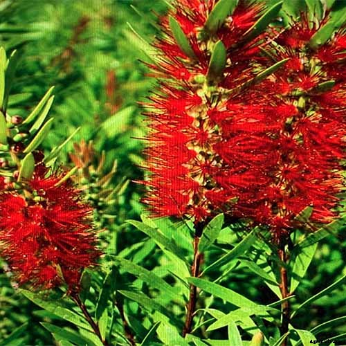 How to Grow and Care for Bottlebrush Plants