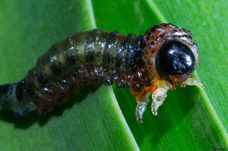 How to Grow and Care for Bottlebrush Plants