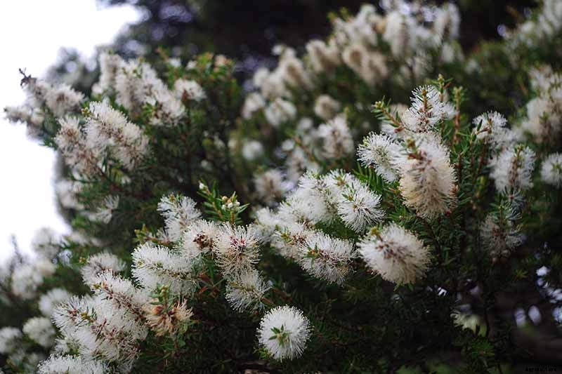 How to Grow and Care for Bottlebrush Plants