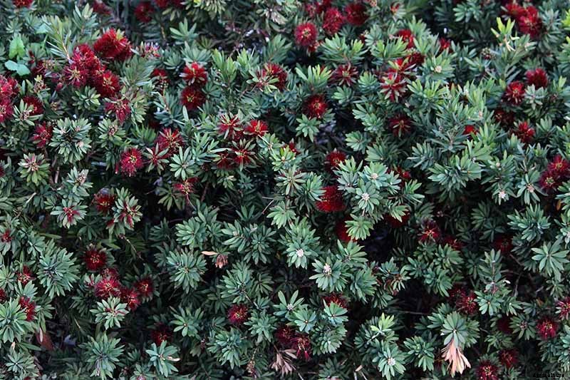 How to Grow and Care for Bottlebrush Plants