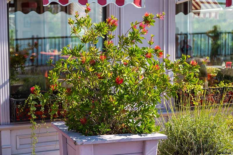 How to Grow and Care for Bottlebrush Plants