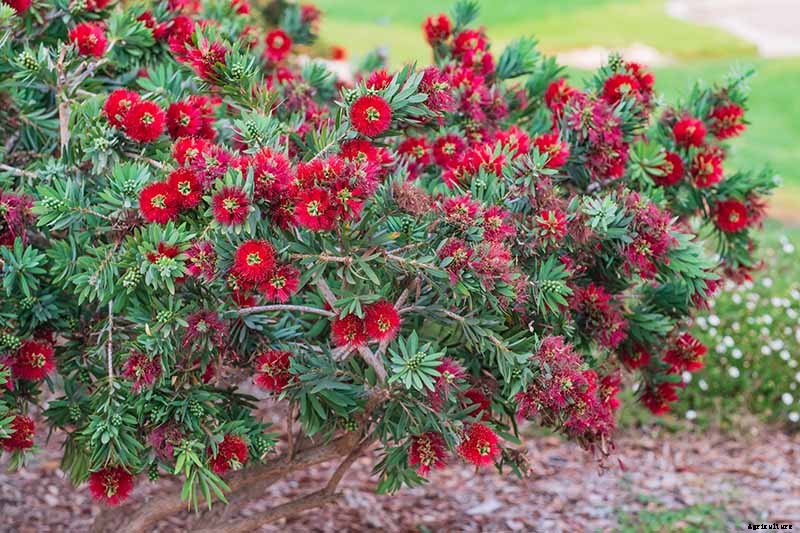How to Grow and Care for Bottlebrush Plants