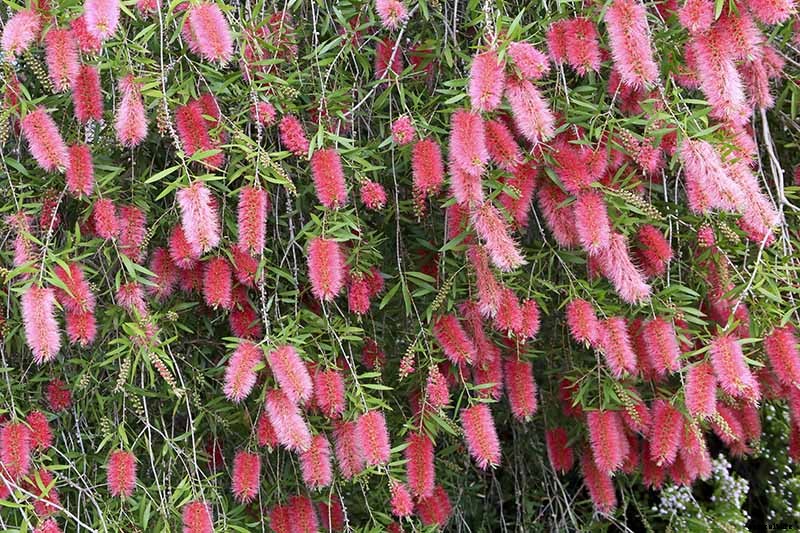 How to Grow and Care for Bottlebrush Plants
