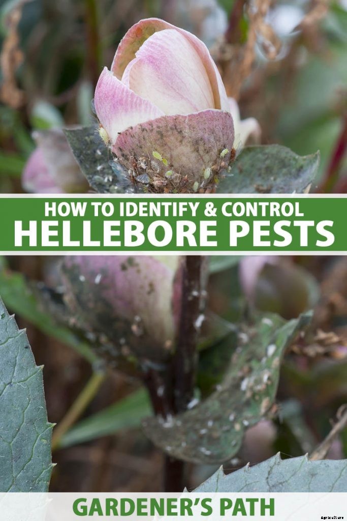 How to Identify and Control Hellebore Pests